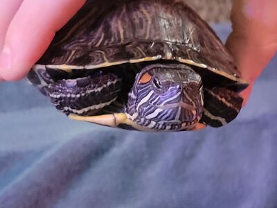 Female Red Eared Slider Turtle