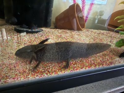 Axolotl