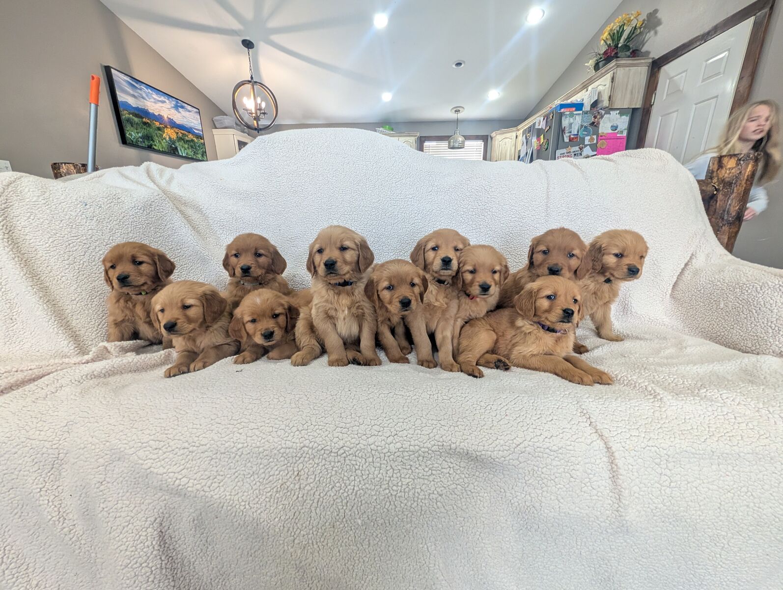 Red Golden Retrievers
