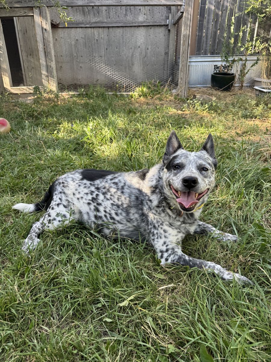 Australian Cattledog/Heeler Mix