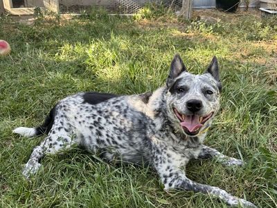 Australian Cattledog/Heeler Mix