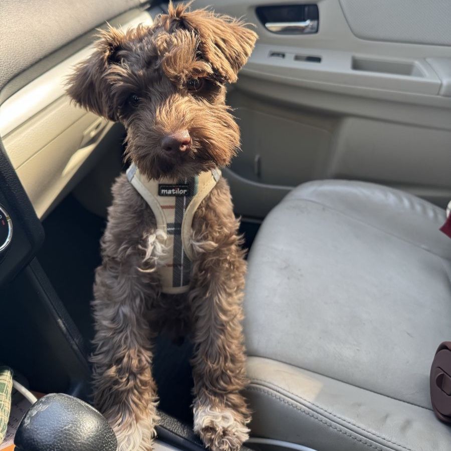 Mini Schnauzer – Seeking Female for One Litter