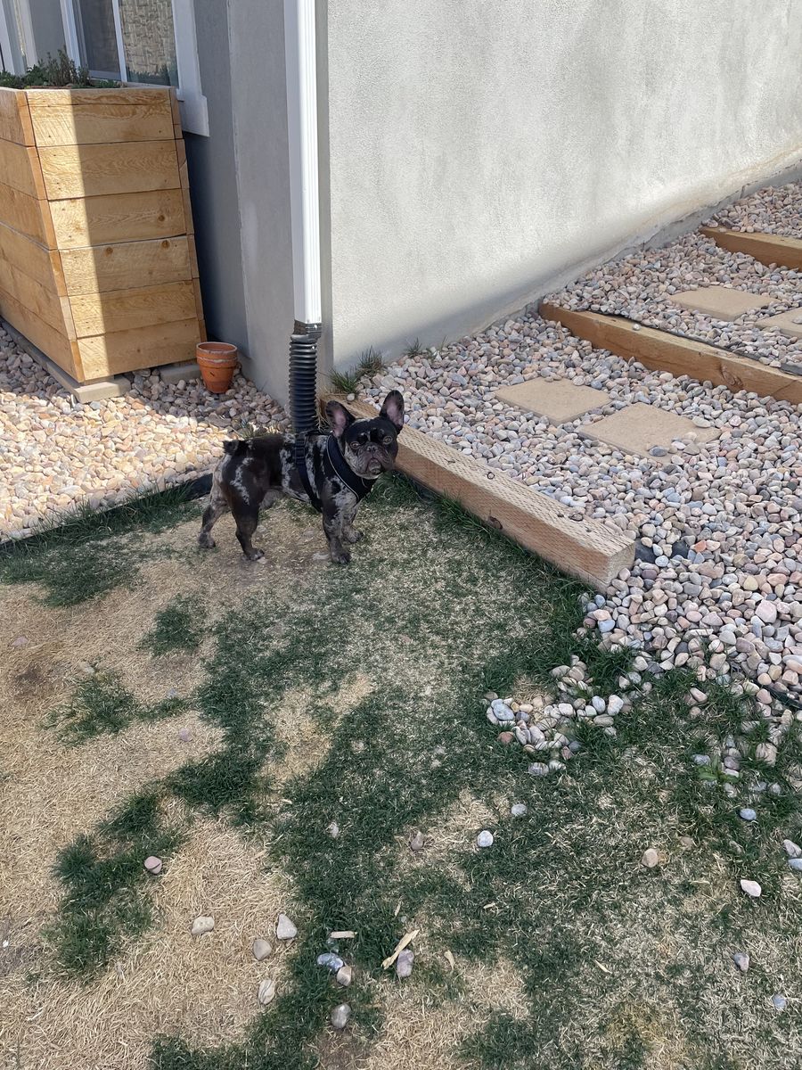 Stud onlyAkc French bulldog excellent health