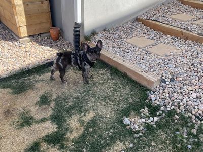 Stud onlyAkc French bulldog excellent health