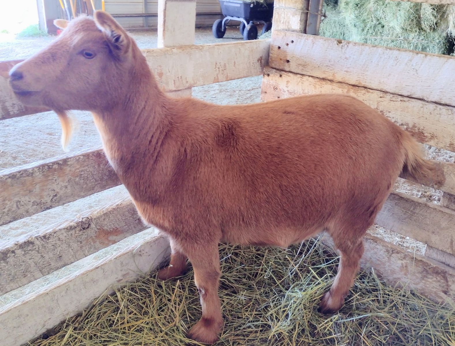Nigerian Dwarf Doe and doeling