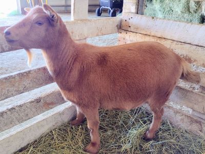 Nigerian Dwarf Doe and doeling