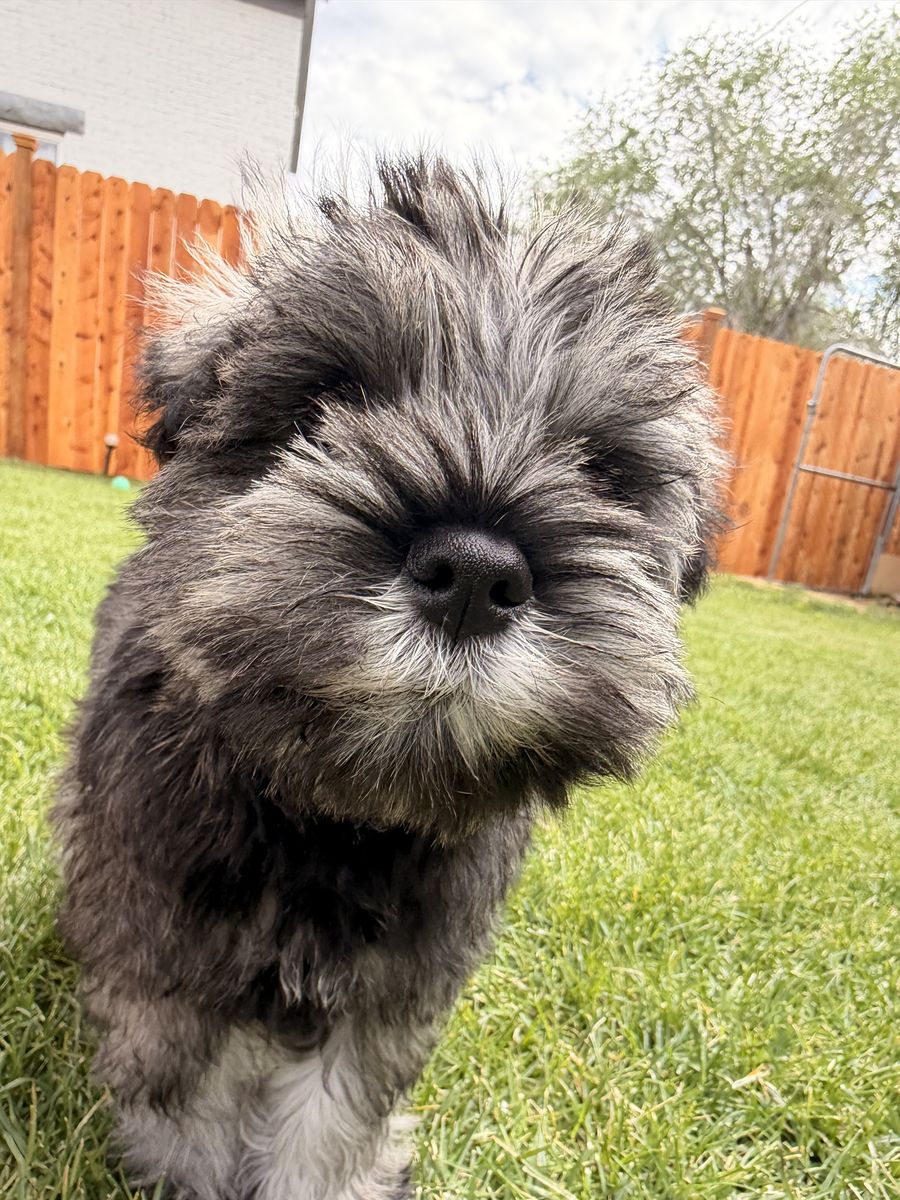 Mini toy schnauzer
