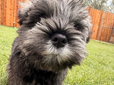 Mini toy schnauzer