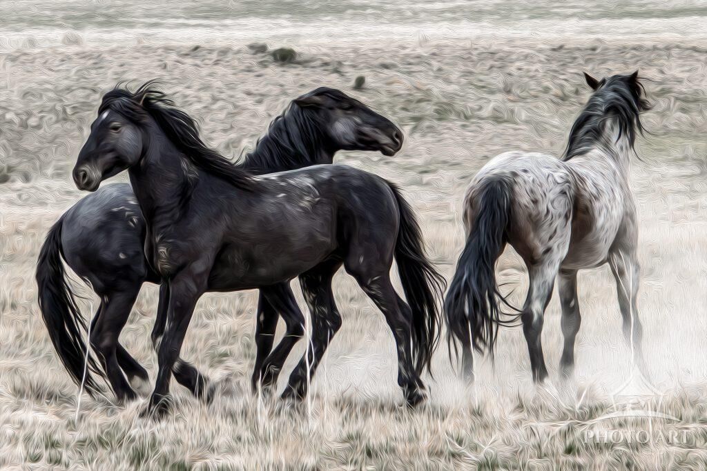 The Wild Horses of Utah Photo Art Print