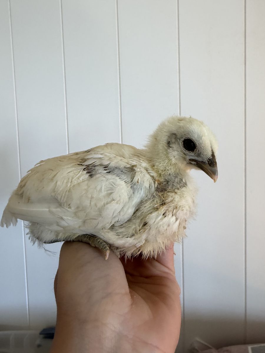 Zombies pullets -female