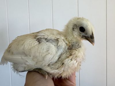 Zombies pullets -female