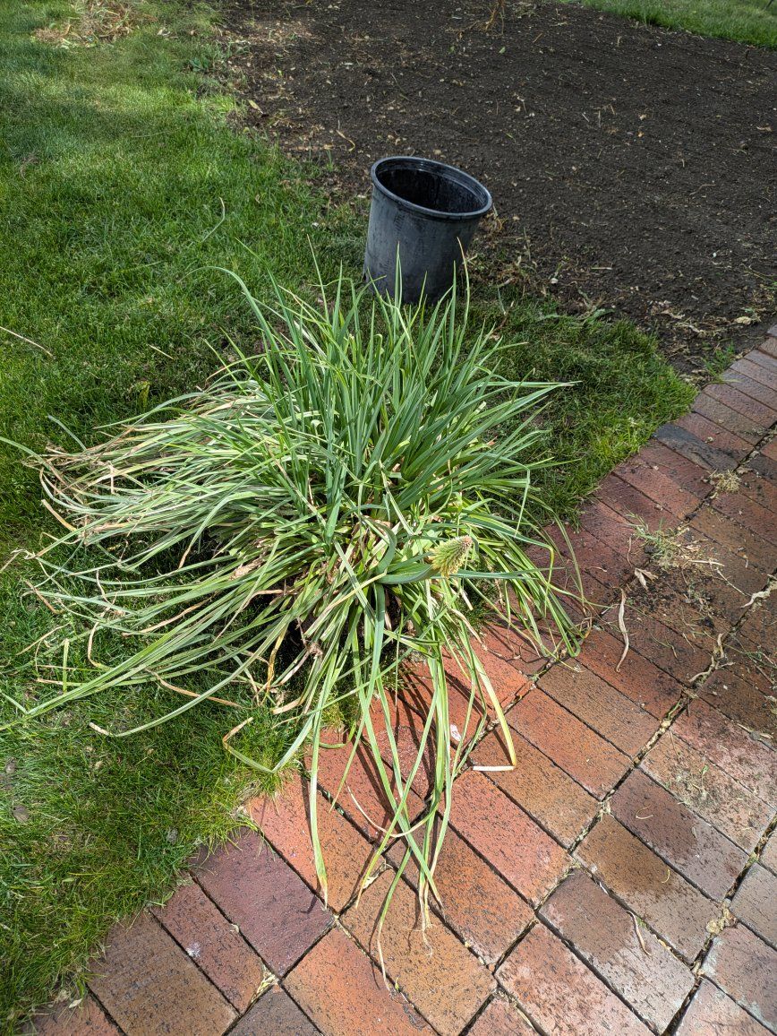 free plants