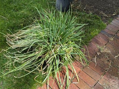 free plants