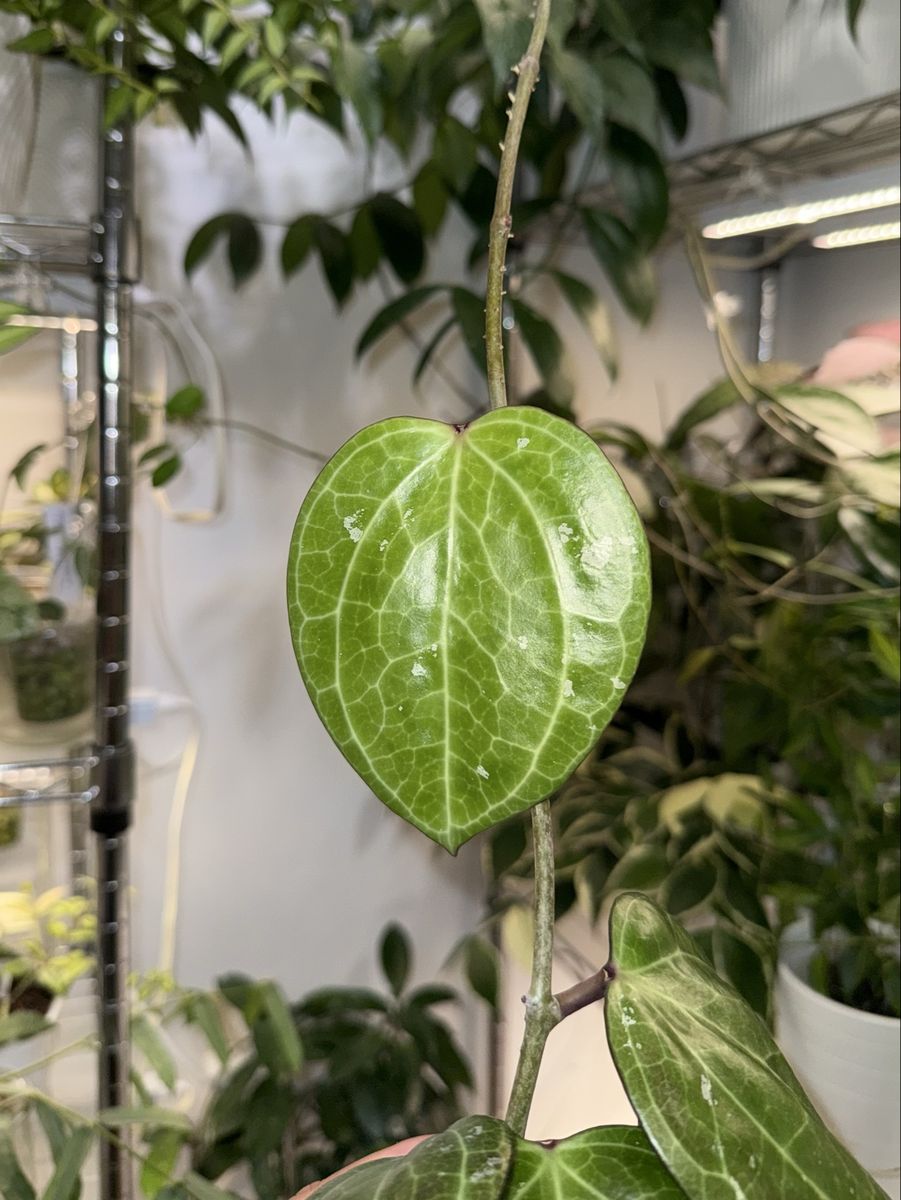 Hoya latifolia (Sarawak) - Plant
