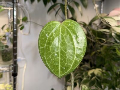 Hoya latifolia (Sarawak) - Plant