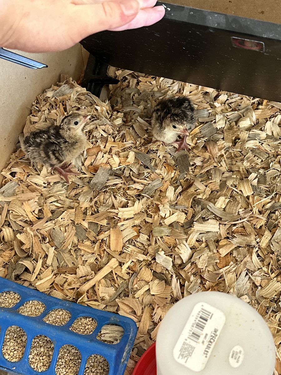 Narragansett Turkey Chicks