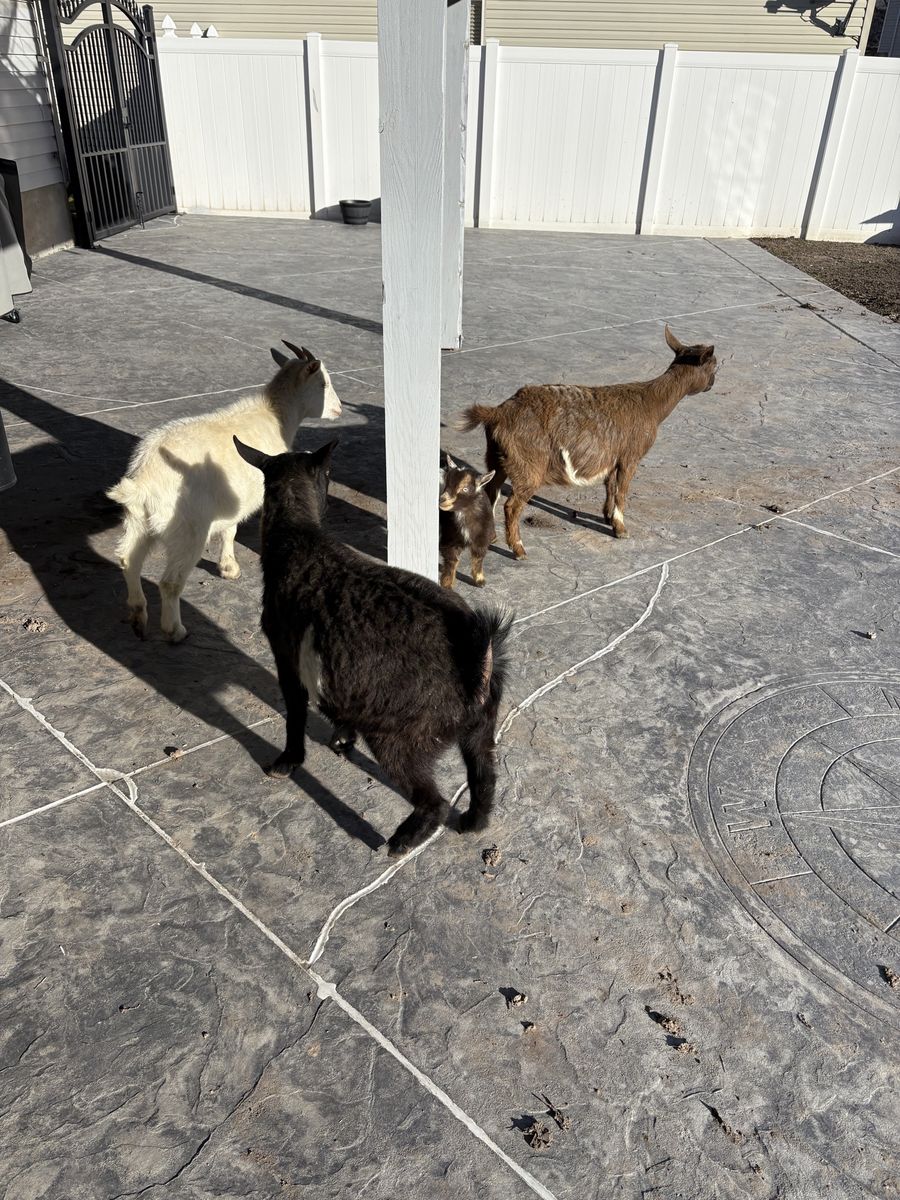 Goats