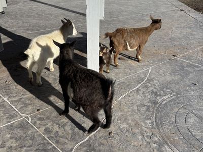 Goats