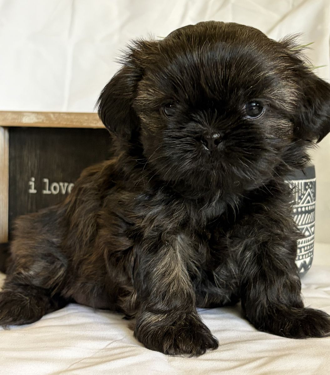 Shih Tzu