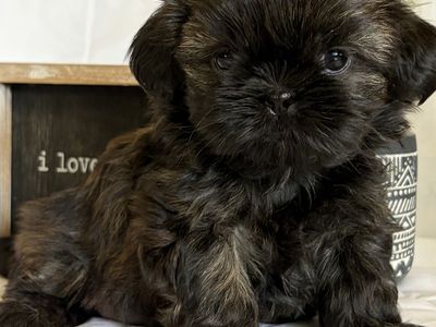 Shih Tzu