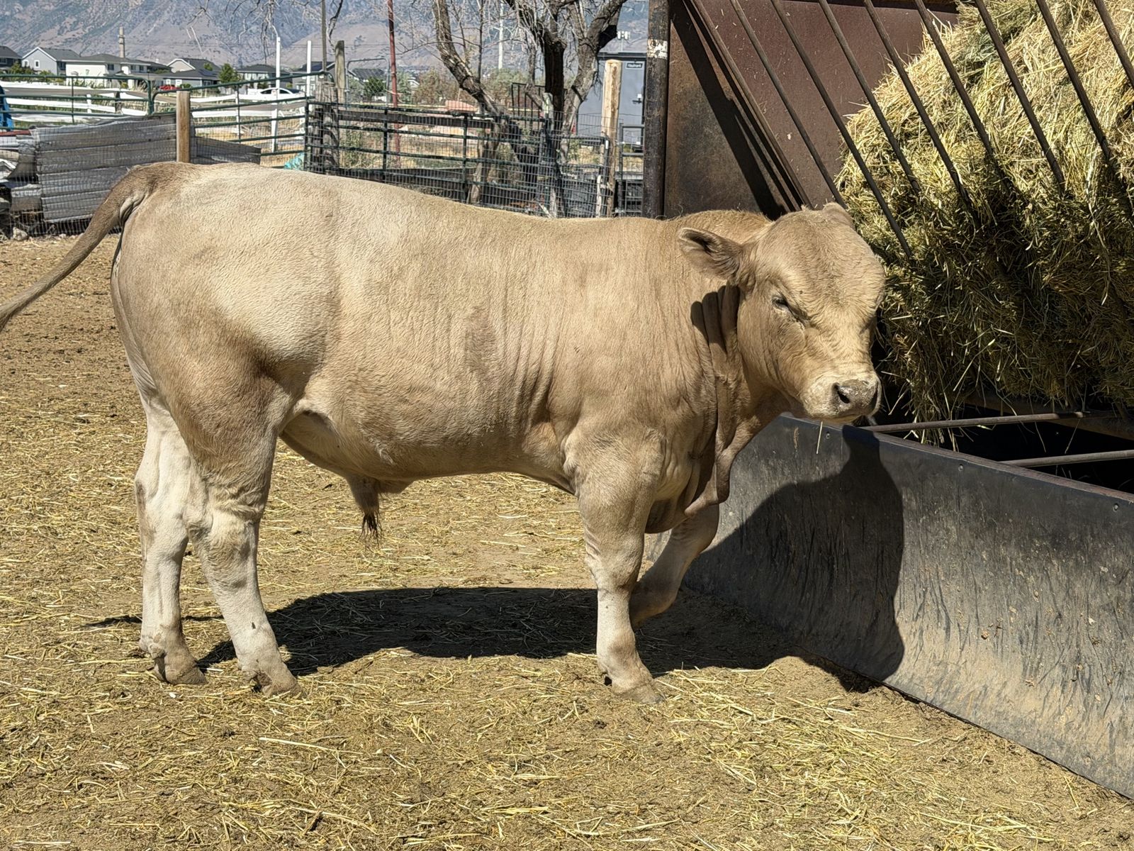 1/2 Angus 1/2 Charolais Bull Calf