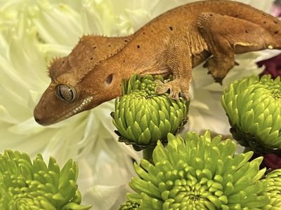 Female Sub Adult Crested Gecko & Setup