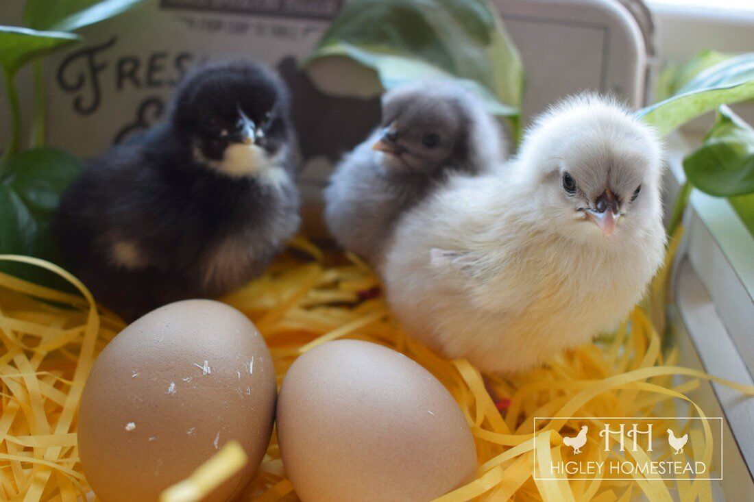 Olive and Easter Egger Chicks Preorder!