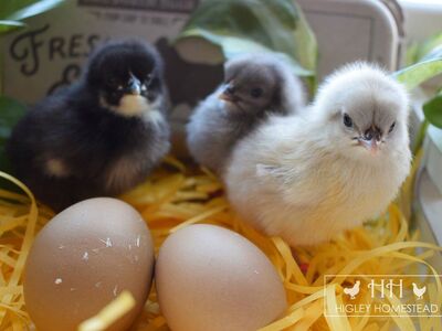 Olive and Easter Egger Chicks Preorder!