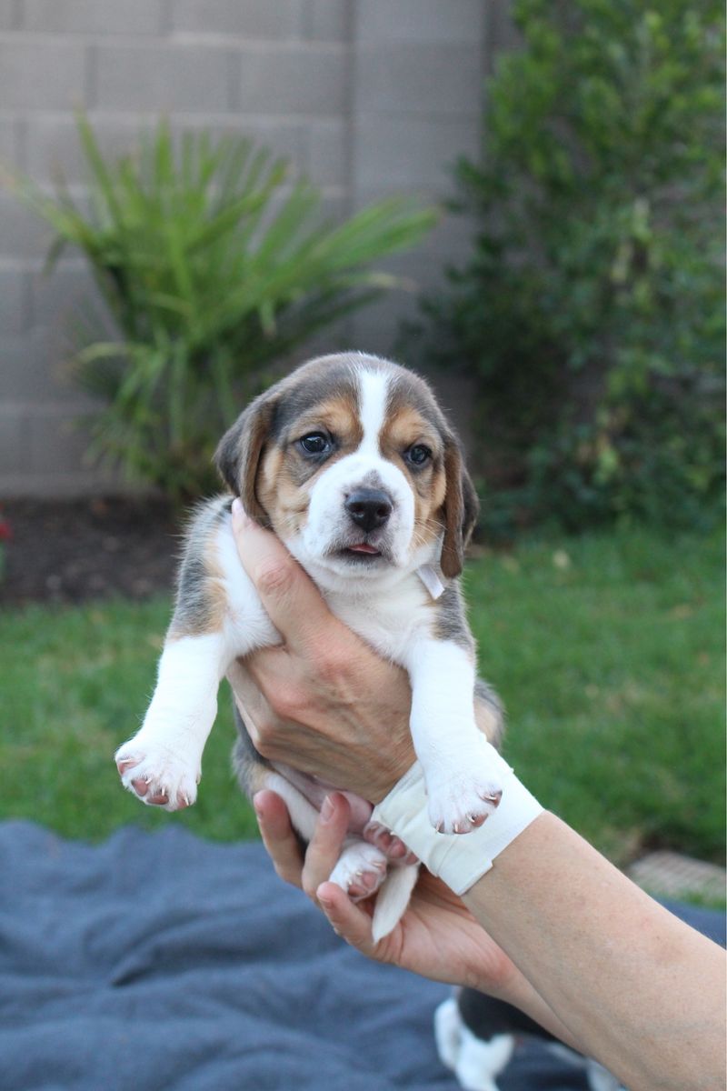 Beagle puppies, one month old