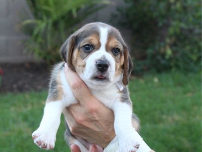 Beagle puppies, one month old