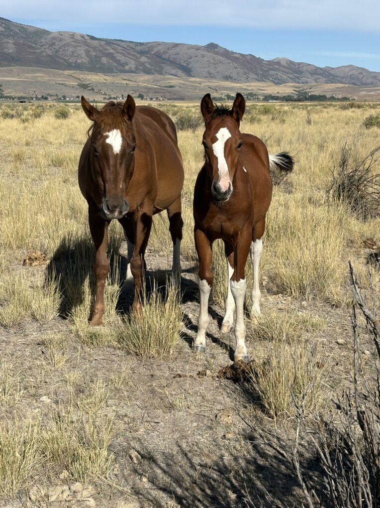 2025 Gelding :Tru Bar Cat Breeze Tri Color Tobiano