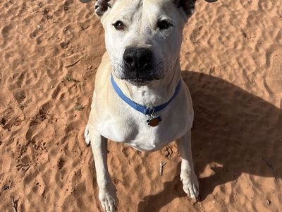 Hello my name is Mr. Bowser