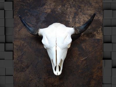 Bison Skull - Laminated Print