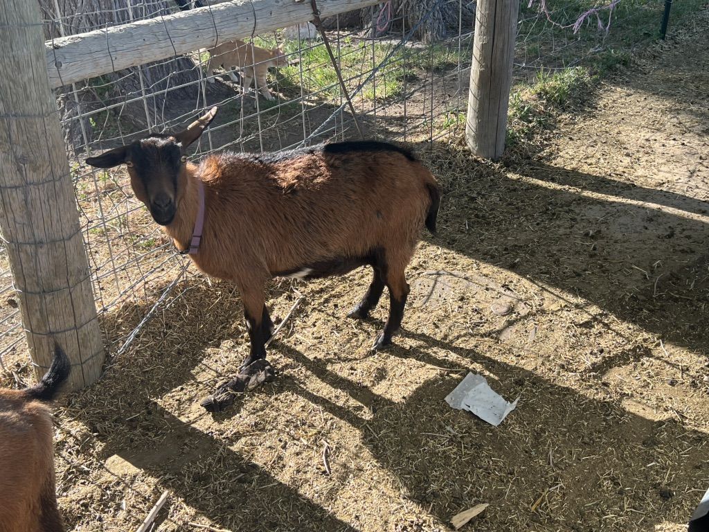Nigerian Dwarf Doe In Milk