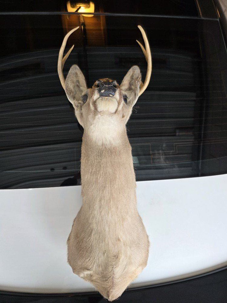 Mounted White Tail Deer