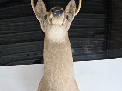 Mounted White Tail Deer