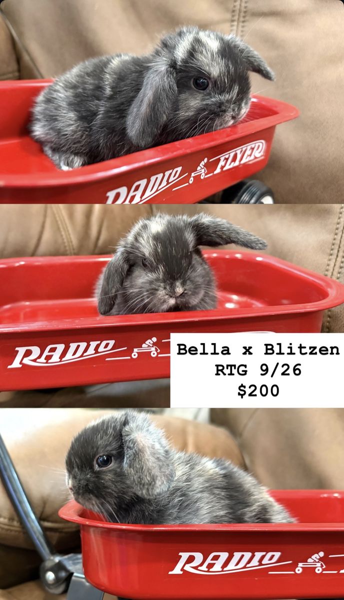 Pedigree Holland Lop Bunny