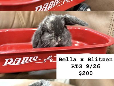 Pedigree Holland Lop Bunny