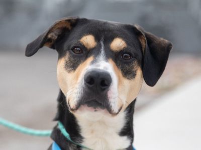 Hello my name is Smartie