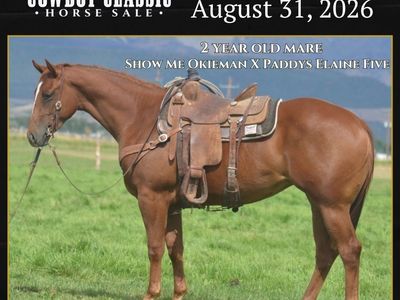 Great Minded 2 Year Old Mare