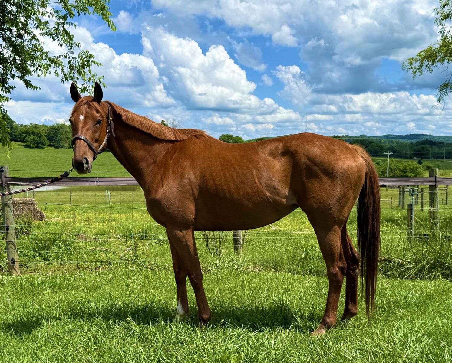 OTTB Sporthorse Broodmare