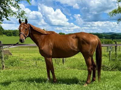 OTTB Sporthorse Broodmare