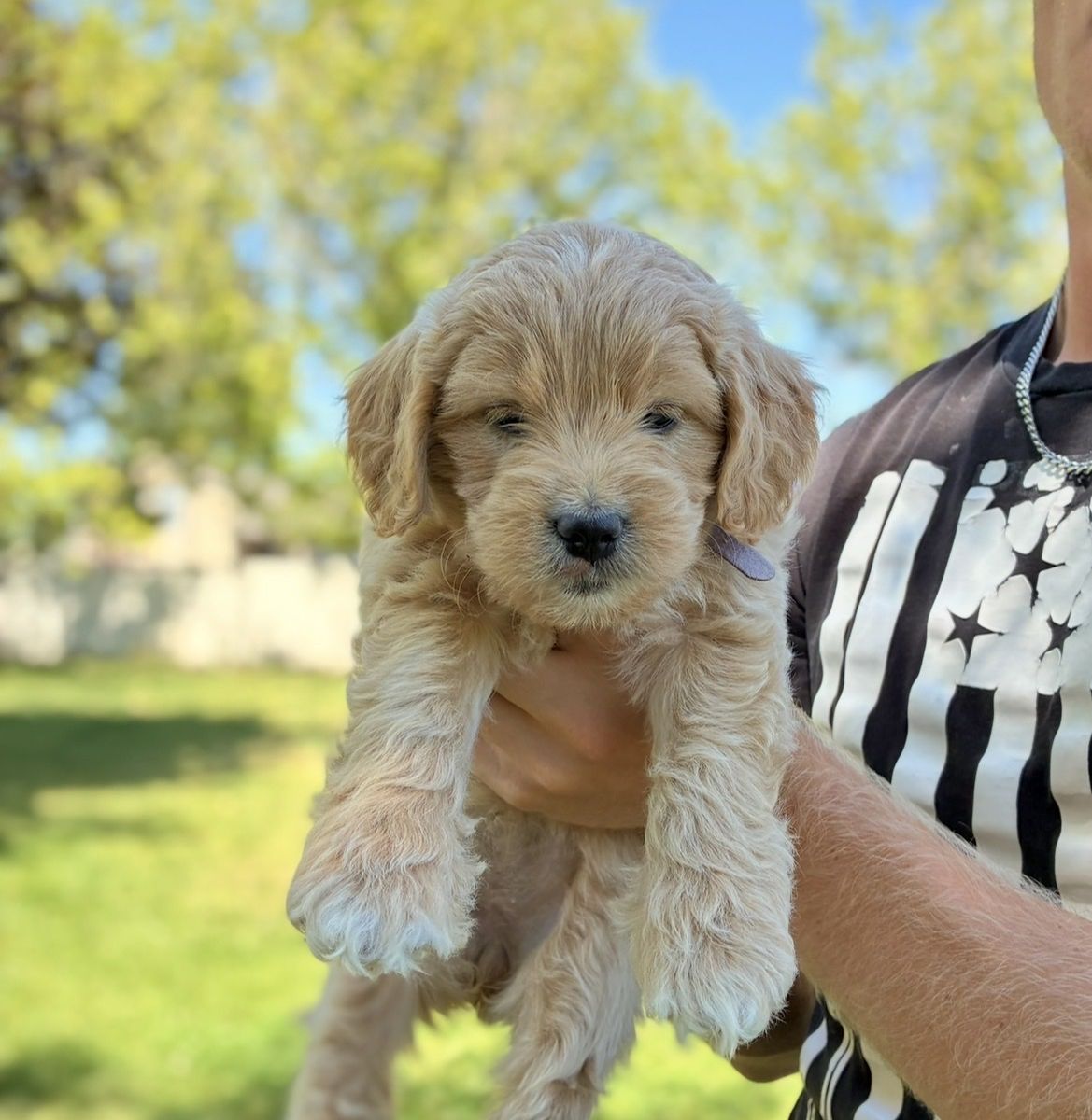 Mini goldendoodle puppy