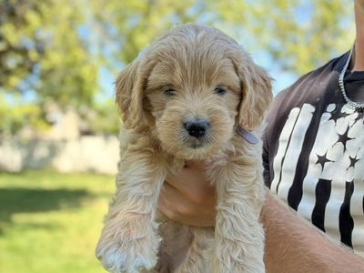 Mini goldendoodle puppy