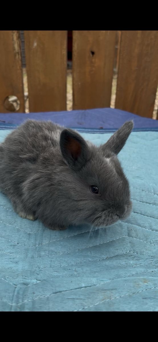 Pure Silver Fox Rabbit Babies