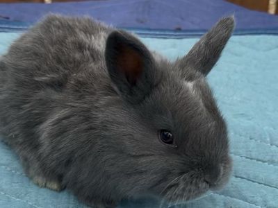 Pure Silver Fox Rabbit Babies