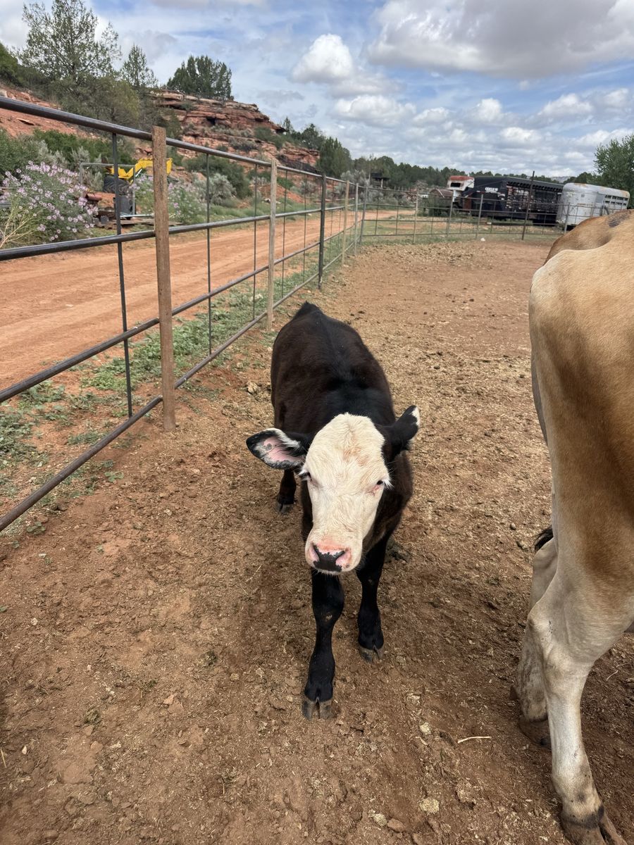 Bottle/feeder calves
