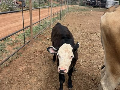 Bottle/feeder calves