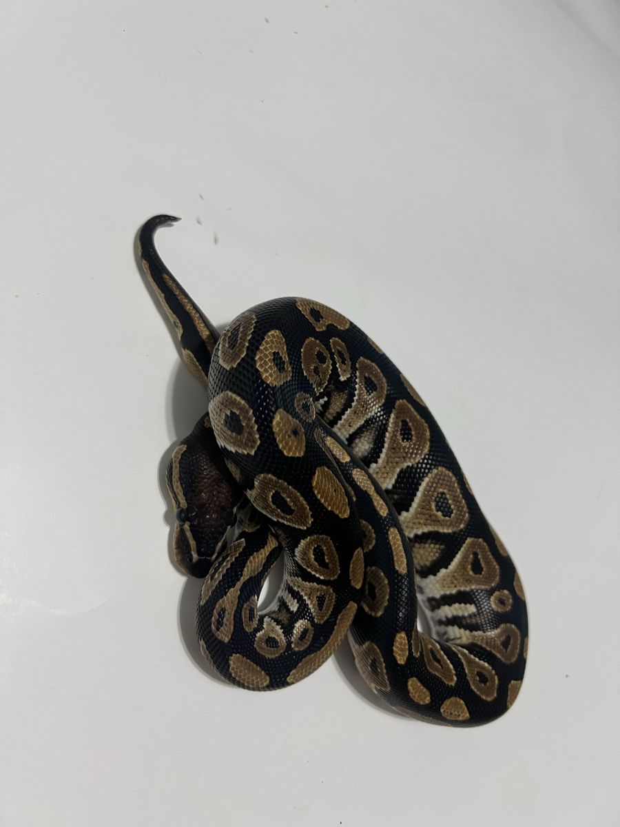 Ball Python Reptile #18