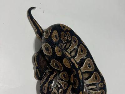 Ball Python Reptile #18